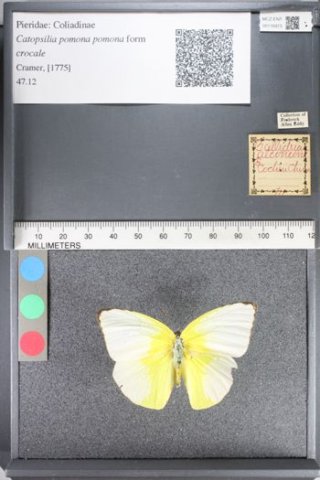 Media type: image;   Entomology 116973